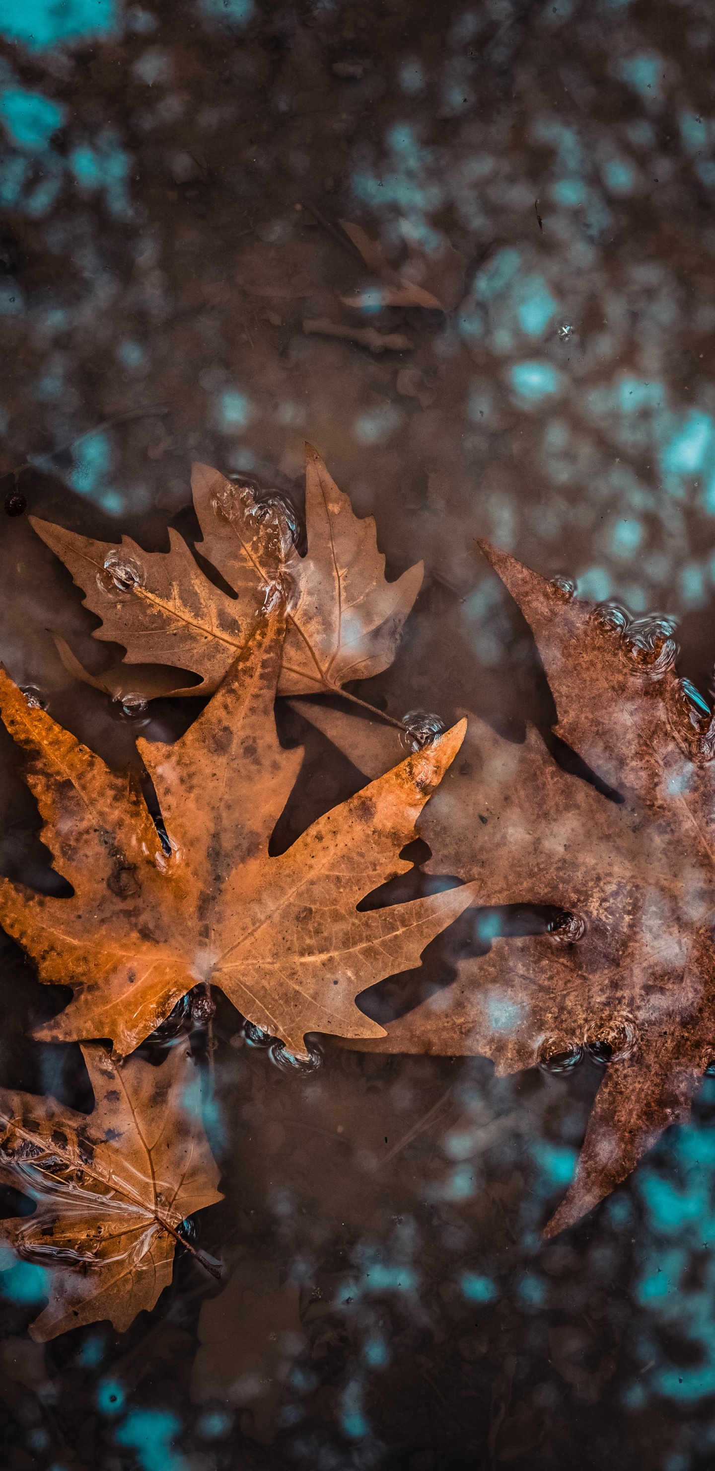 Tehran, Plants, Flower, Plant, Autumn. Wallpaper in 1440x2960 Resolution