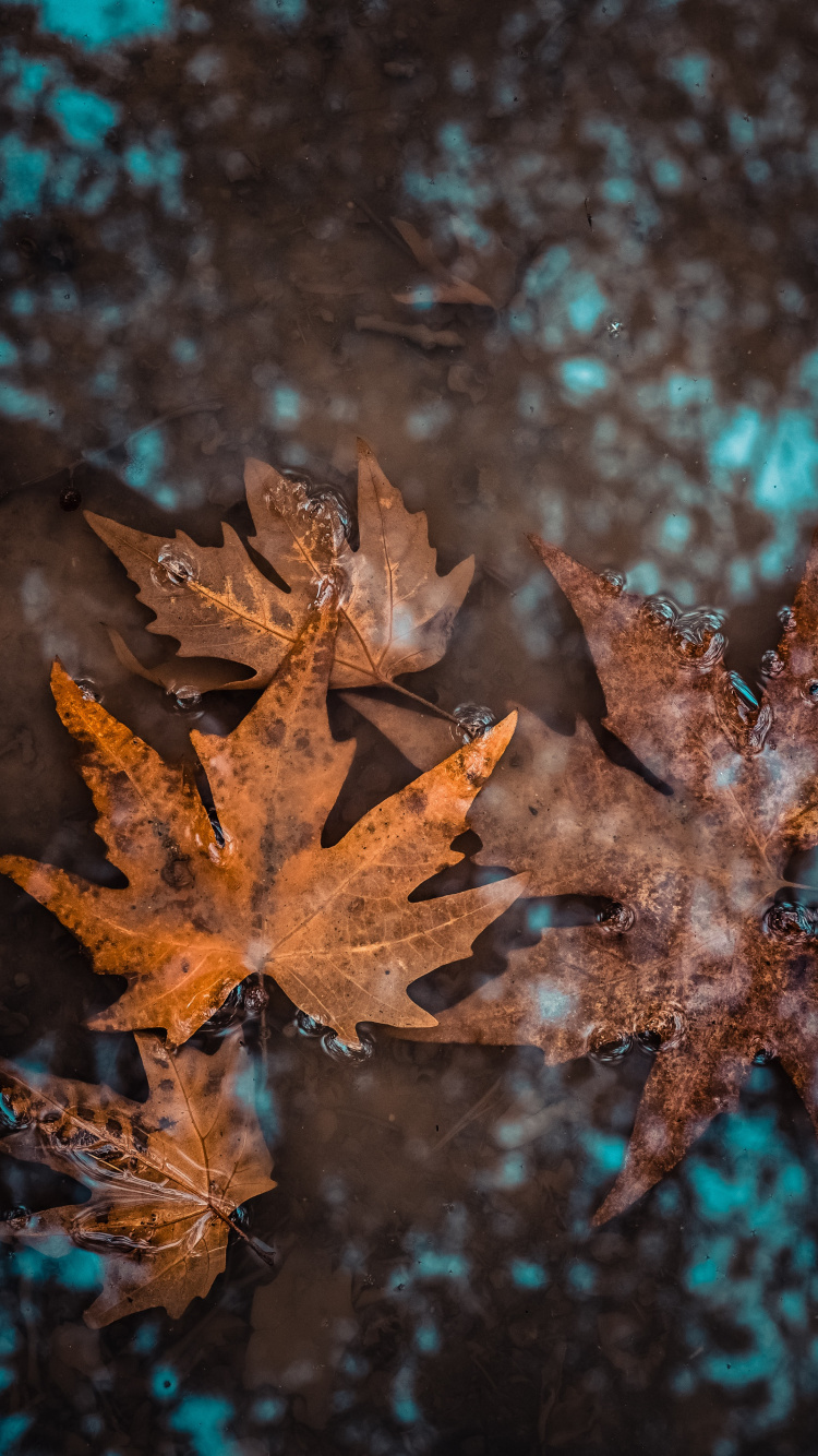 Tehran, Plants, Flower, Plant, Autumn. Wallpaper in 750x1334 Resolution