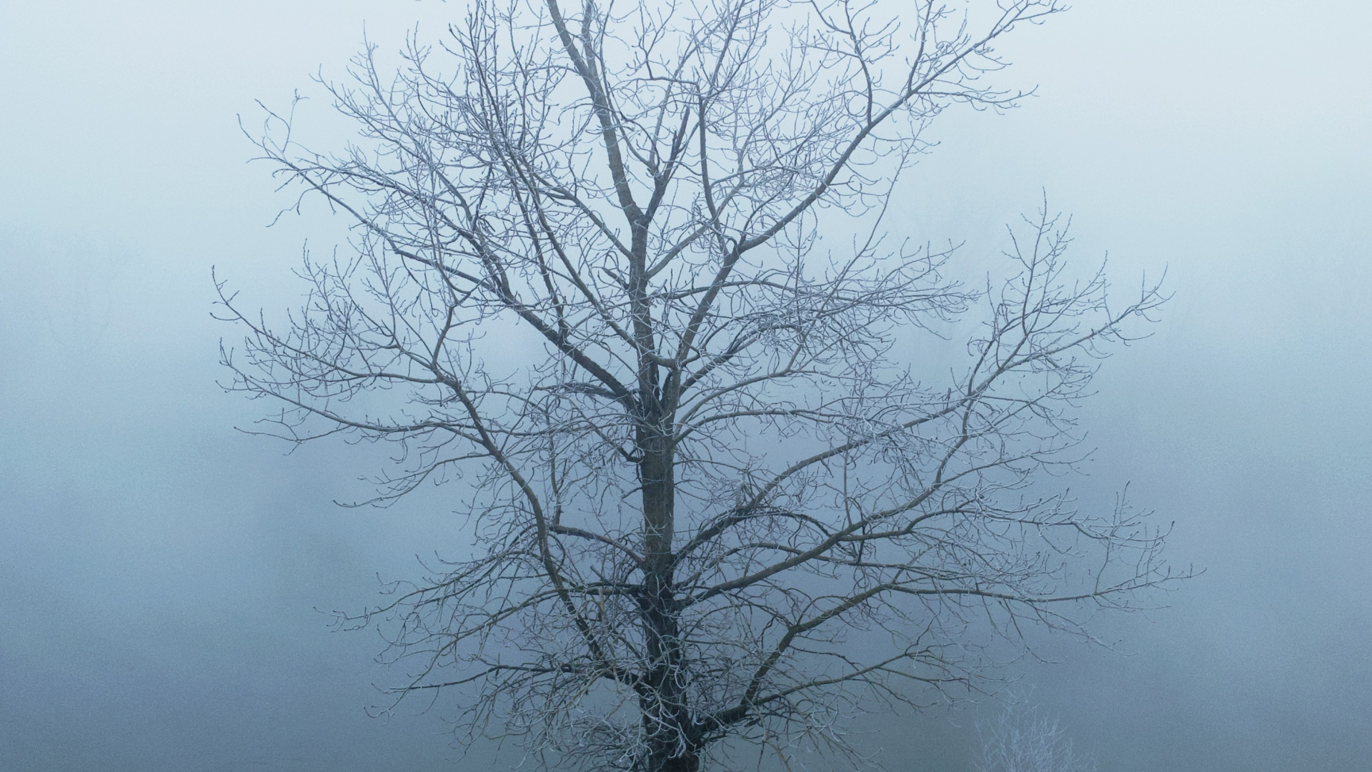 Árbol Sin Hojas Cubierto de Nieve. Wallpaper in 1920x1080 Resolution