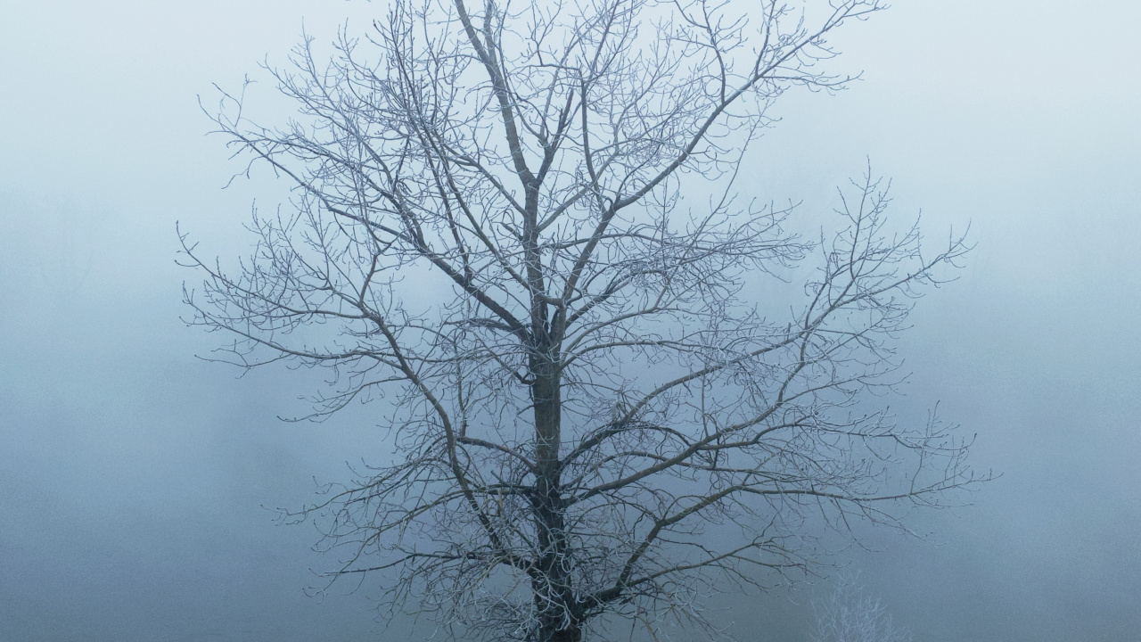Arbre Sans Feuilles Recouvert de Neige. Wallpaper in 1280x720 Resolution