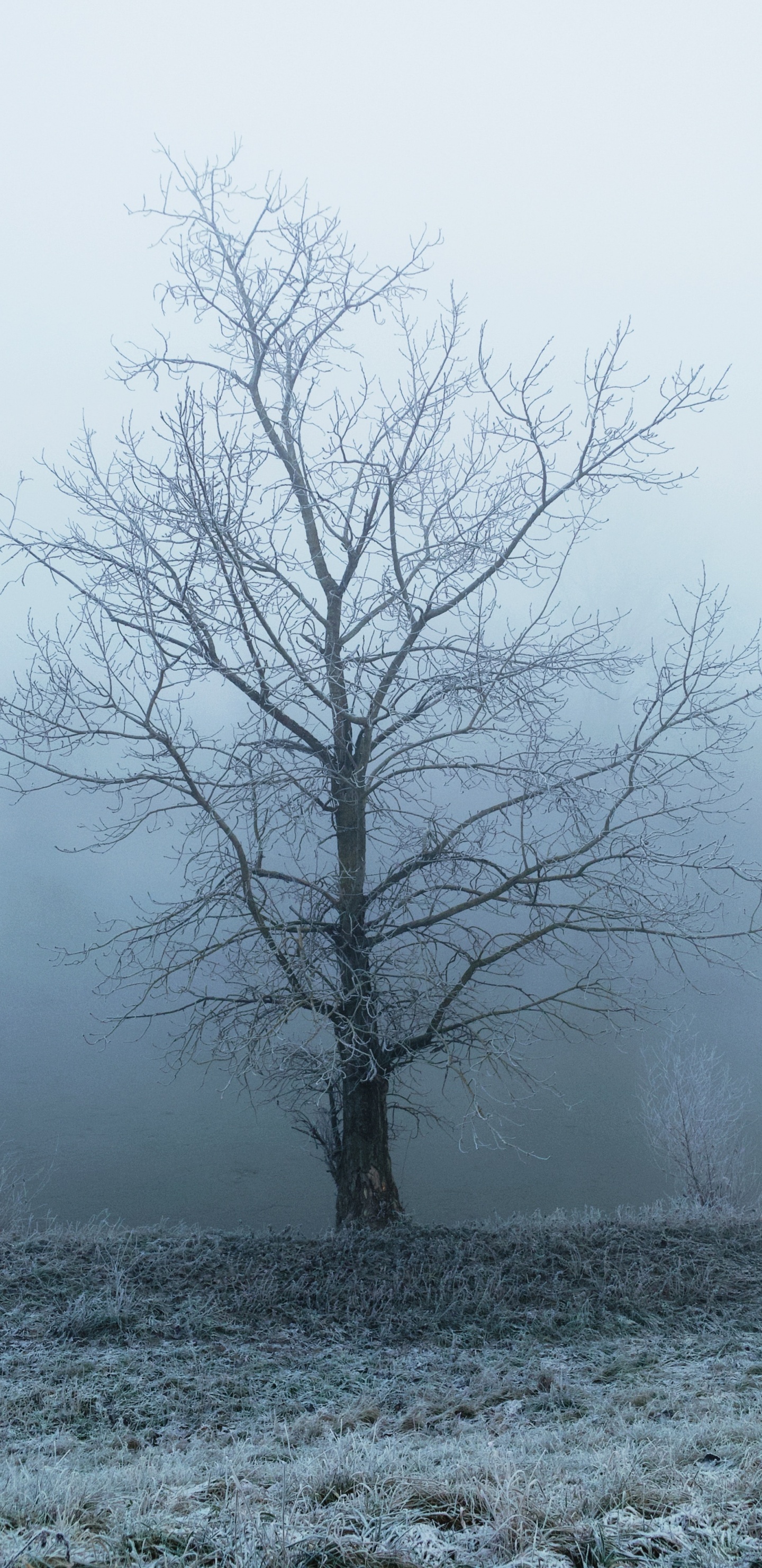 Arbre Sans Feuilles Recouvert de Neige. Wallpaper in 1440x2960 Resolution