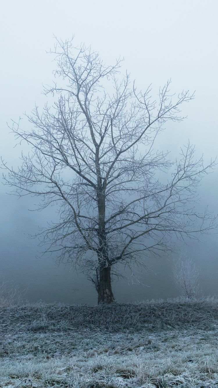 Arbre Sans Feuilles Recouvert de Neige. Wallpaper in 750x1334 Resolution