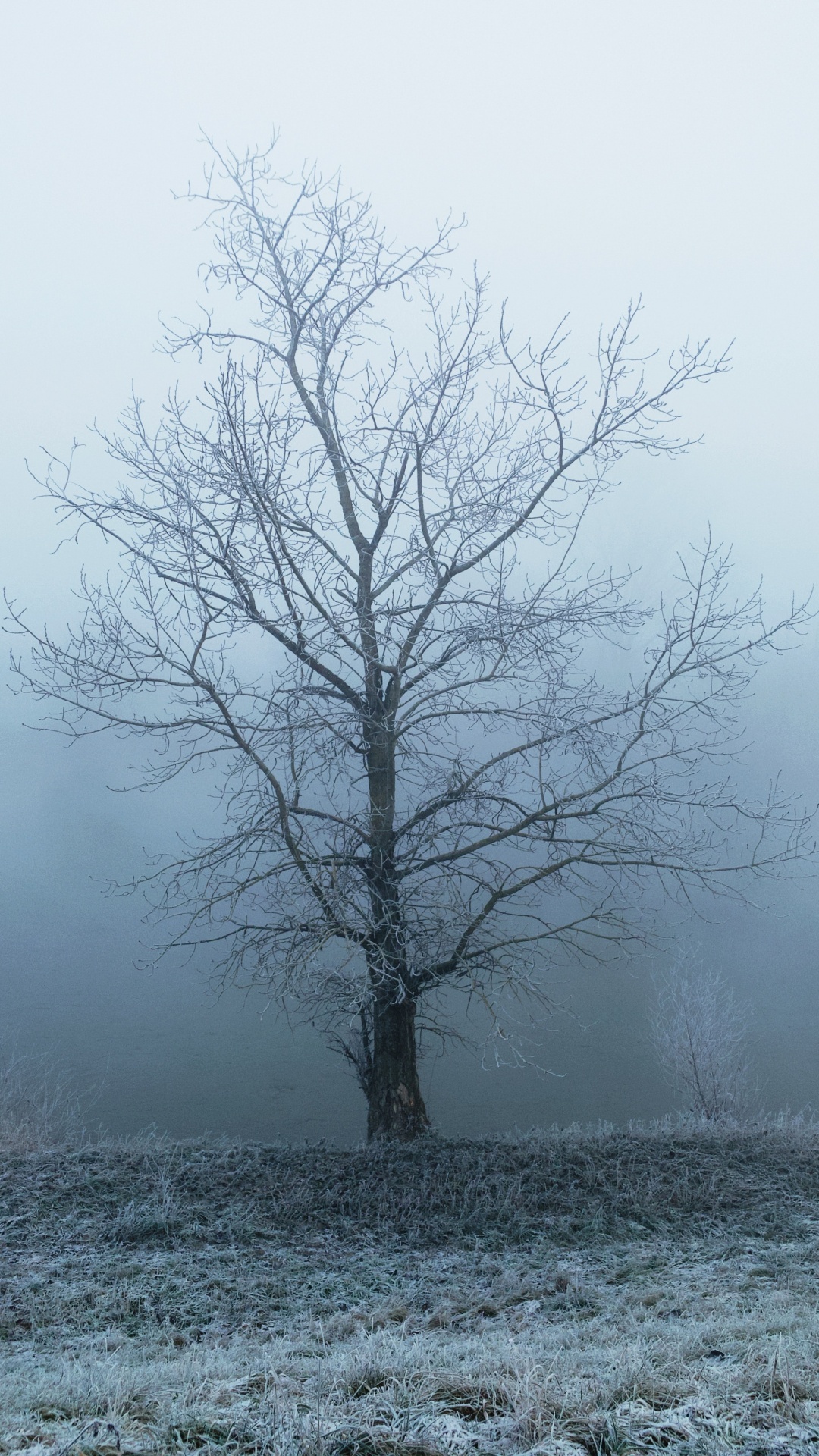 Leafless Tree Covered by Snow. Wallpaper in 1080x1920 Resolution