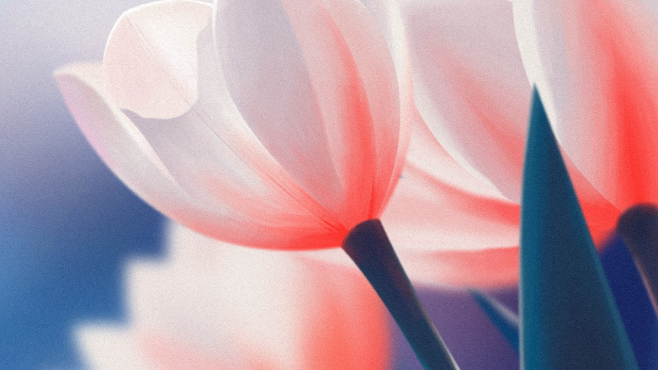 Flower, Cloud, Plant, Atmosphere, Lotus. Wallpaper in 1280x720 Resolution