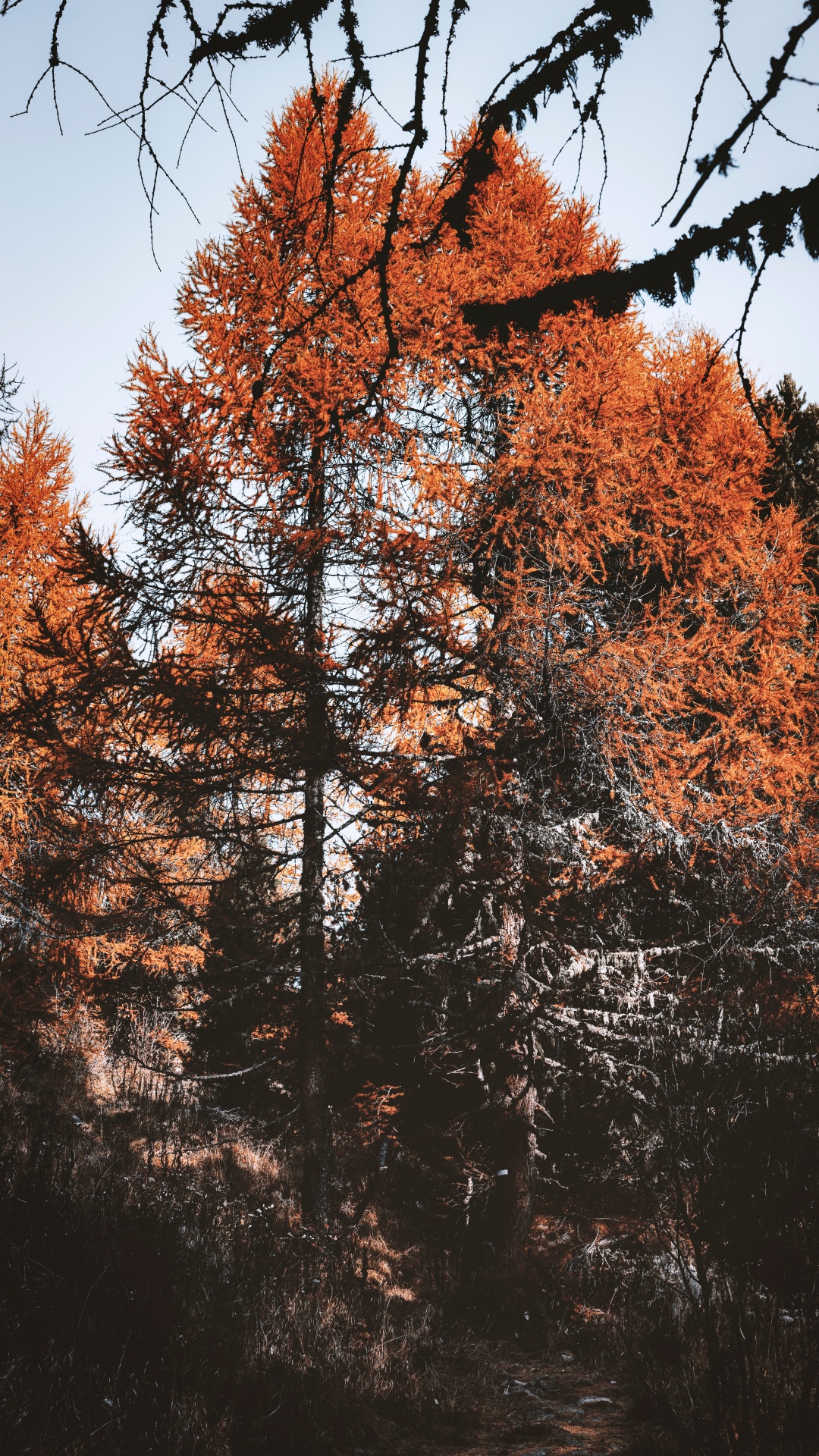 Deciduous, Tree, Leaf, Nature M, Twig. Wallpaper in 1080x1920 Resolution