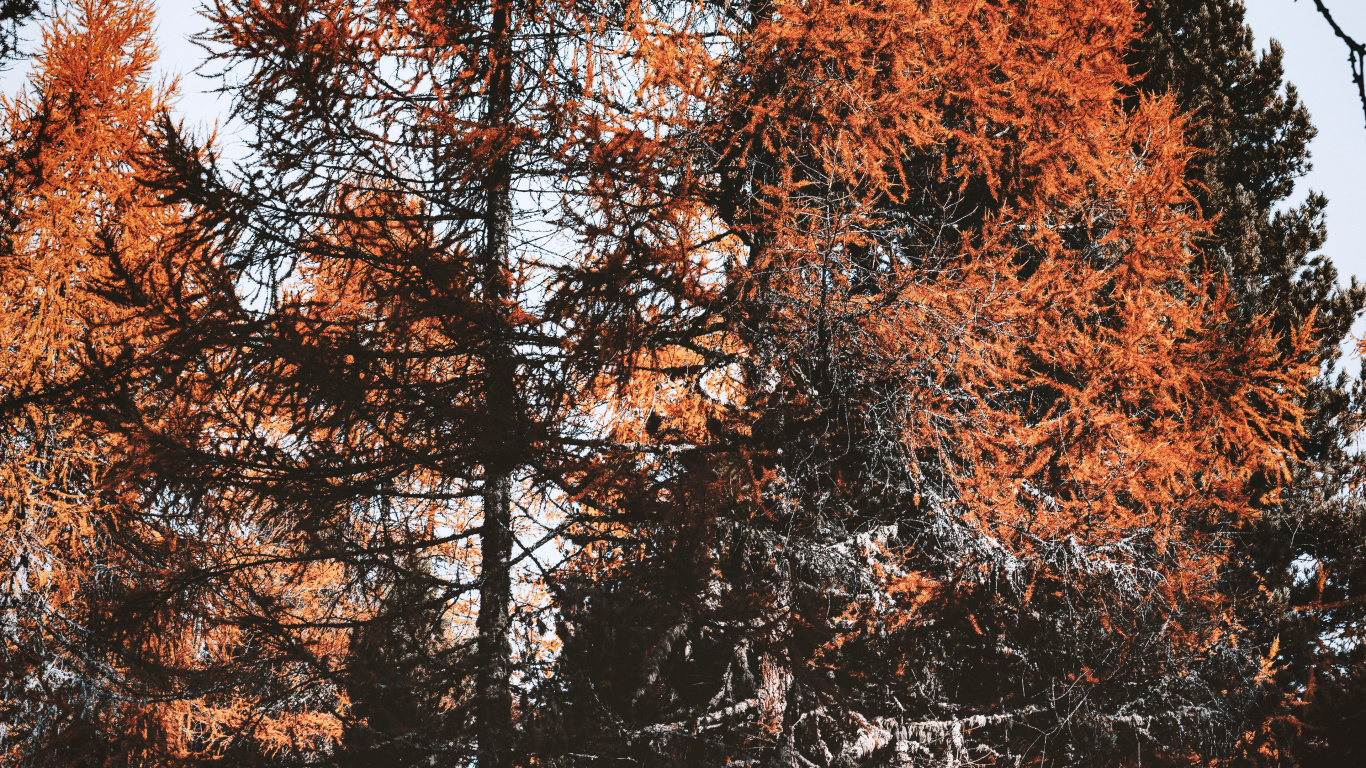 Feuilles Caduques, Feuille, Rameau, Nature, Érable. Wallpaper in 1366x768 Resolution