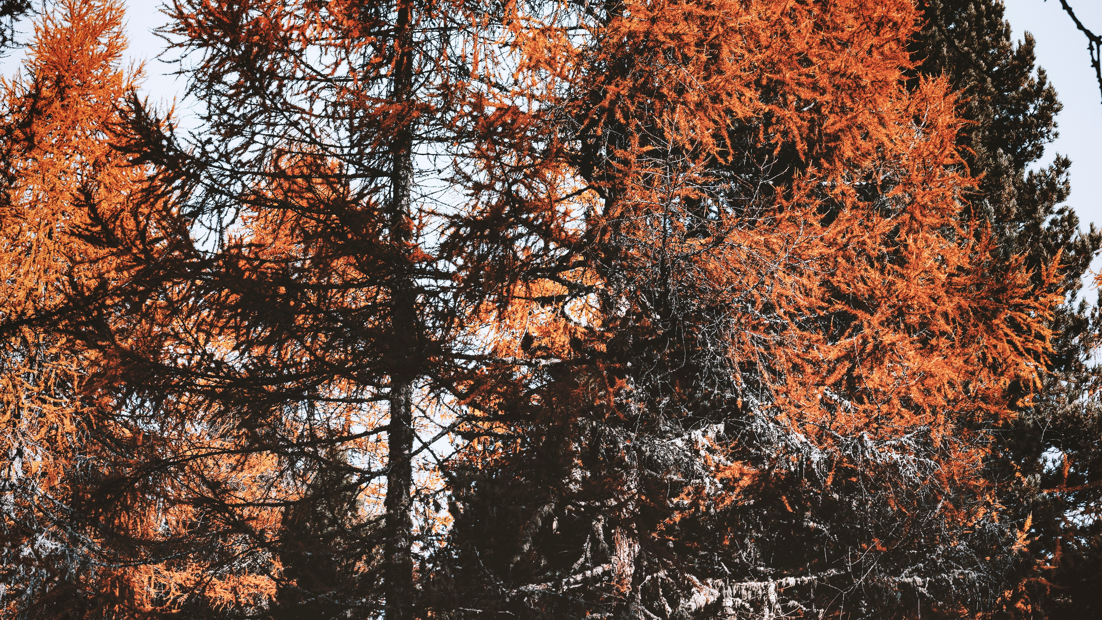 Feuilles Caduques, Feuille, Rameau, Nature, Érable. Wallpaper in 3840x2160 Resolution