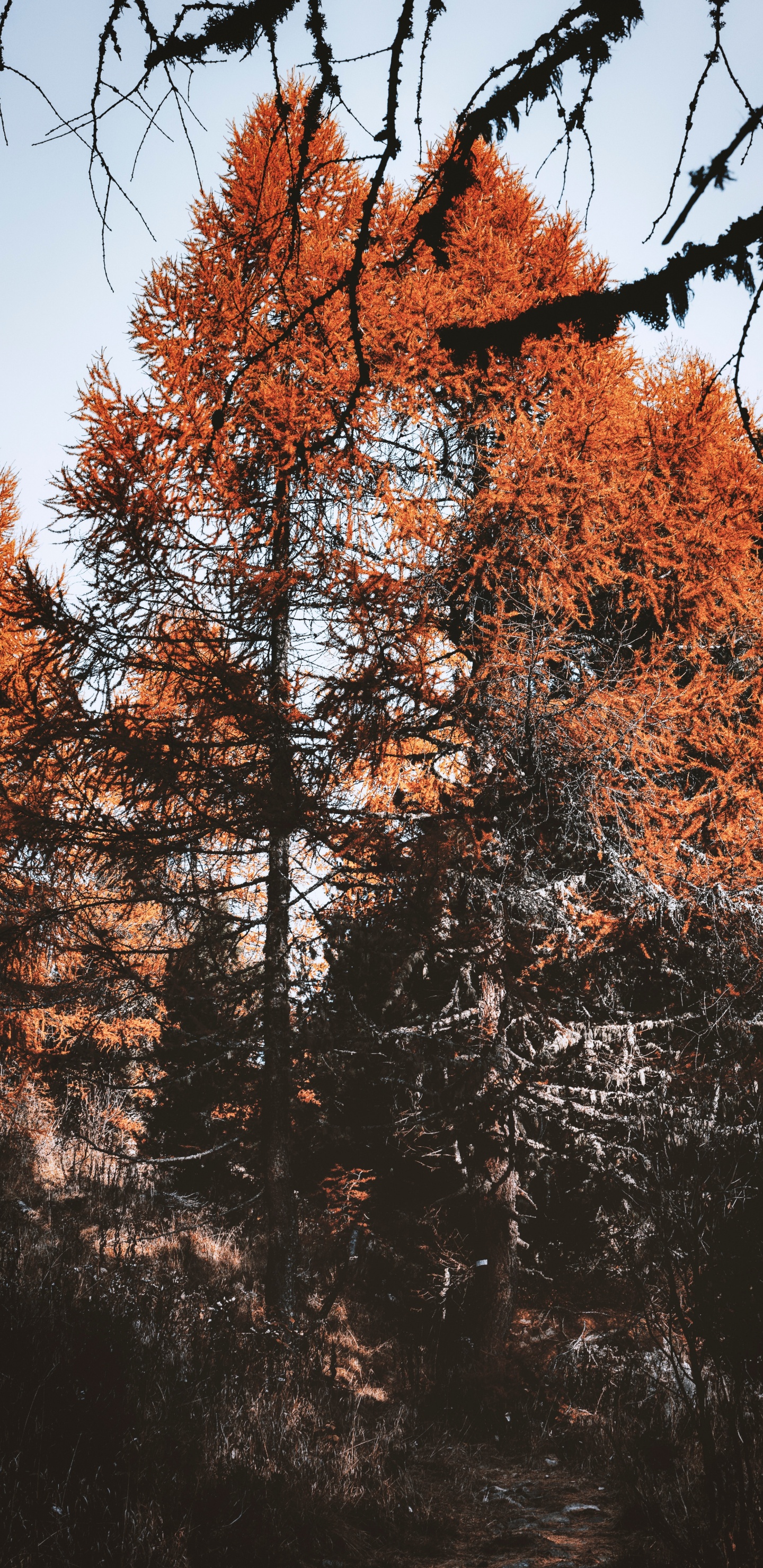 Laub, Baum, Blatt, Zweig, Natur. Wallpaper in 1440x2960 Resolution