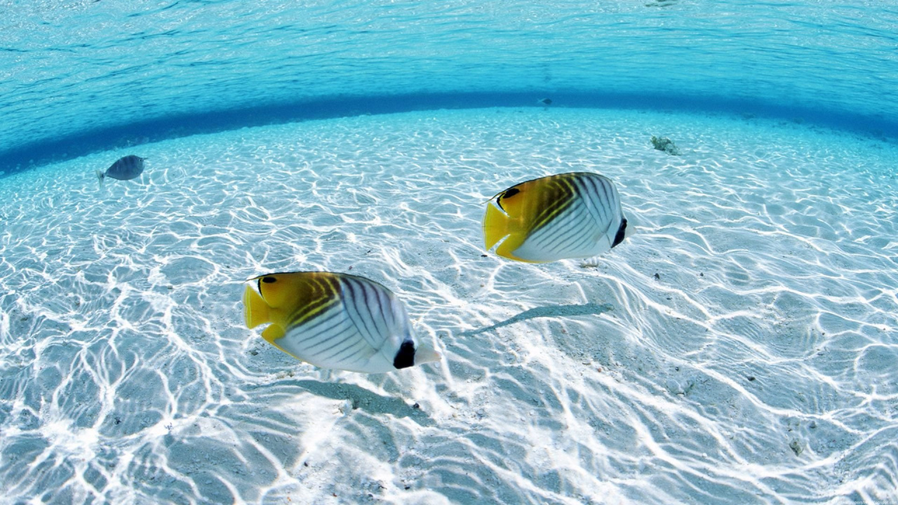 Yellow and White Striped Fish on Blue Water. Wallpaper in 1280x720 Resolution
