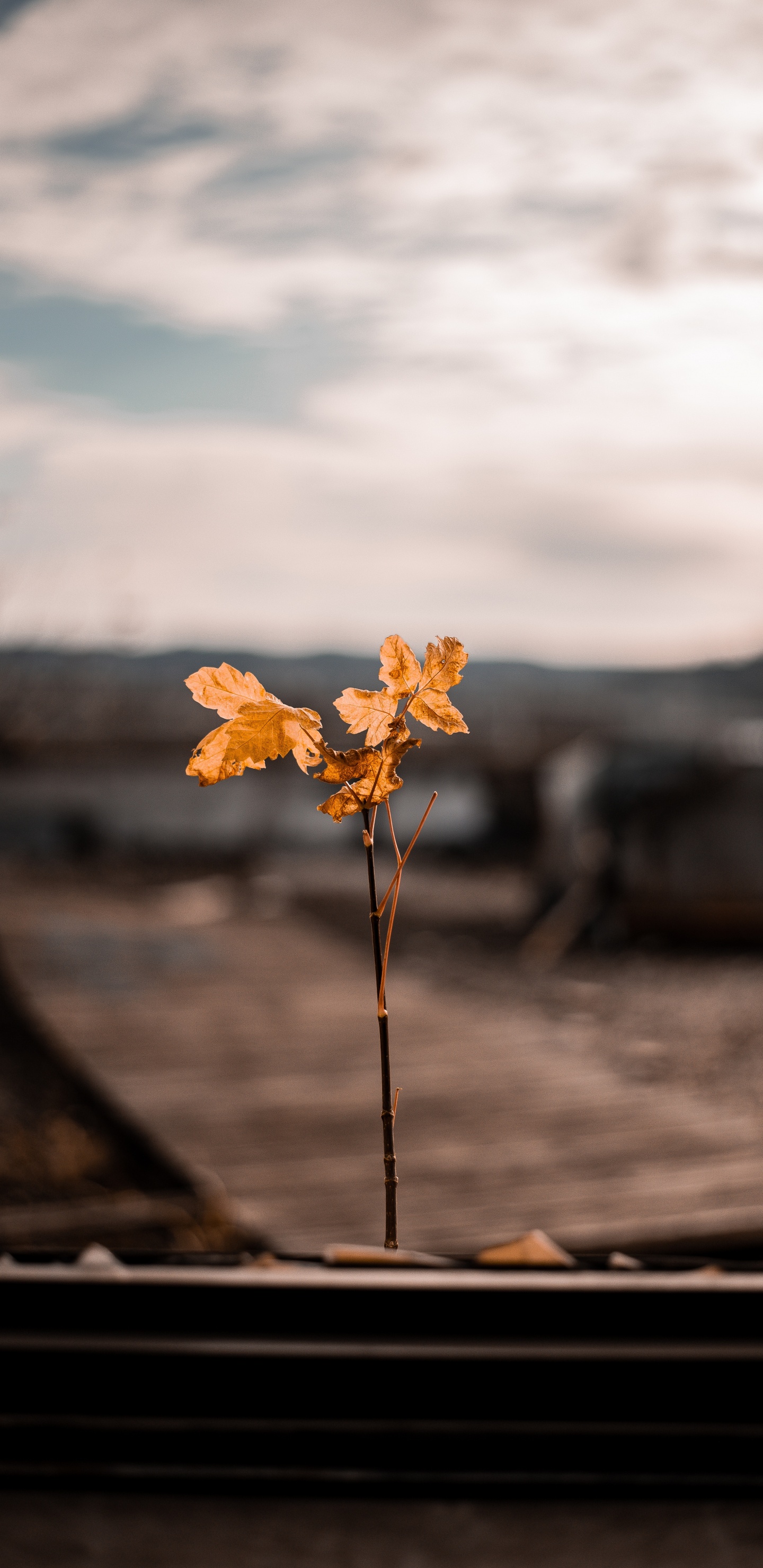 Feuille, Jaune, Printemps, Horizon, Coran. Wallpaper in 1440x2960 Resolution