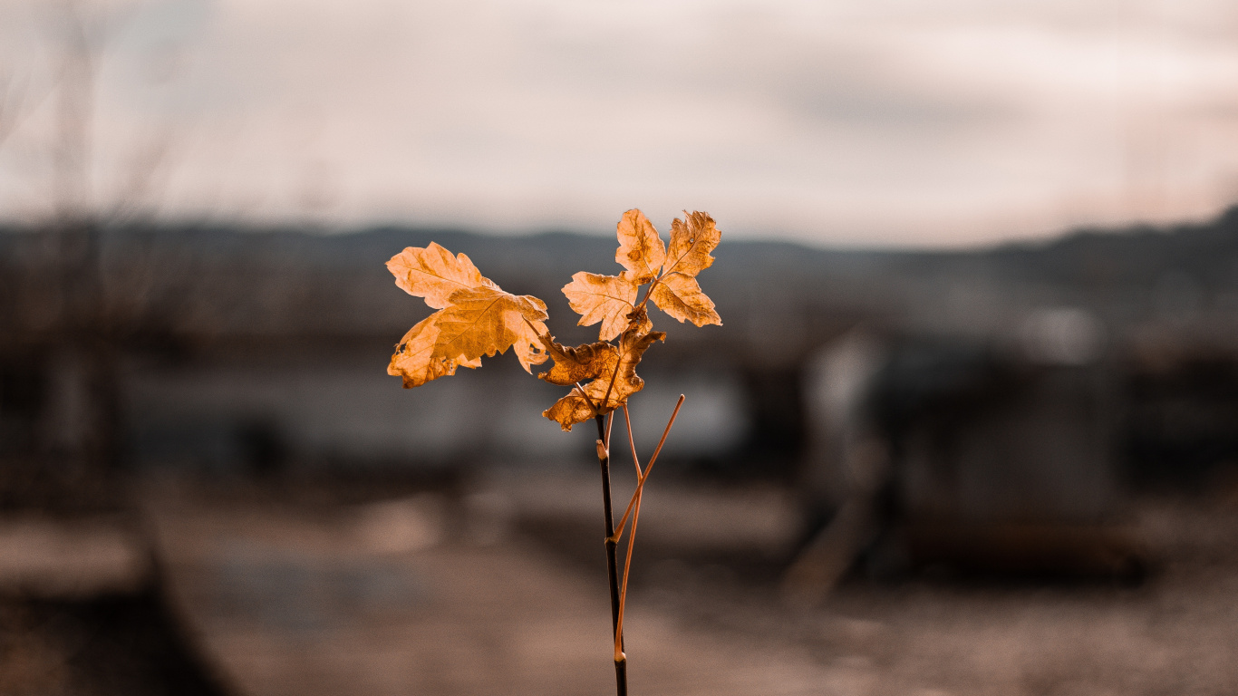 Leaf, Flower, Yellow, Cloud, Plant. Wallpaper in 1366x768 Resolution