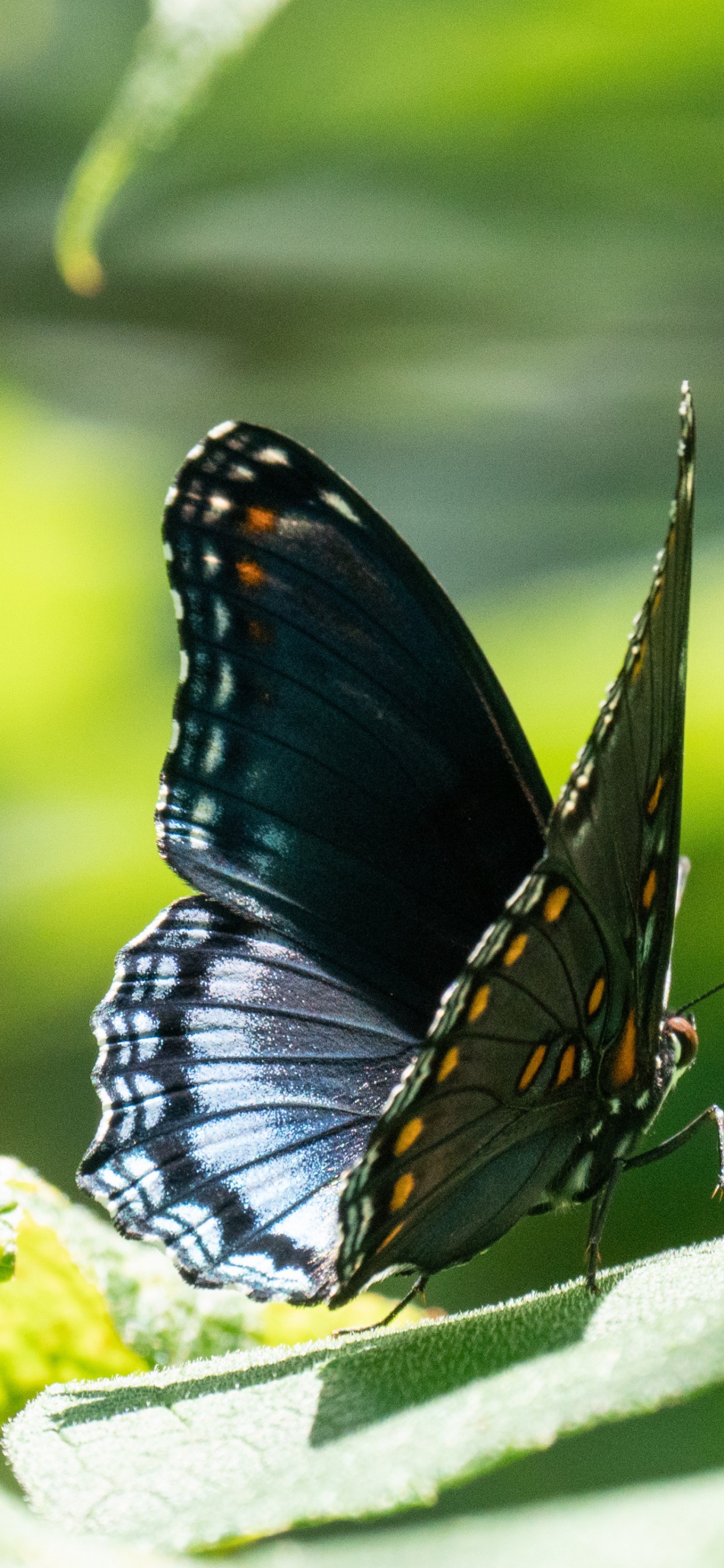 Lycaenid, Insect, Butterflies, Invertebrate, Arthropod. Wallpaper in 1242x2688 Resolution