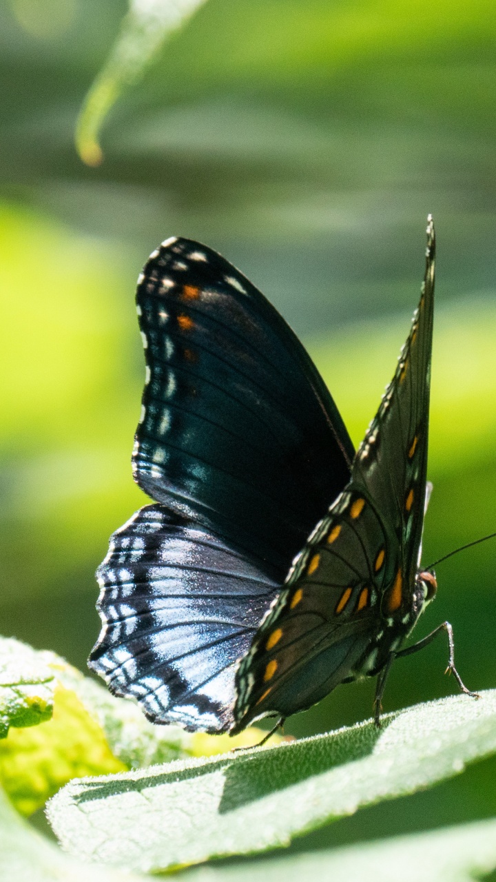 Lycaenid, Insecte, Les Arthropodes, Pollinisateurs, Feuille. Wallpaper in 720x1280 Resolution