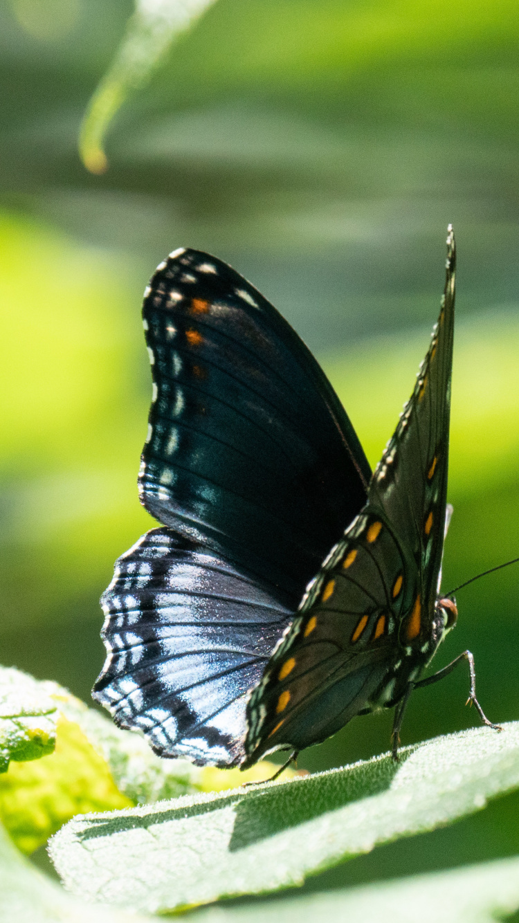 Lycaenid, 昆虫, 蝴蝶, 节肢动物, 翼 壁纸 750x1334 允许