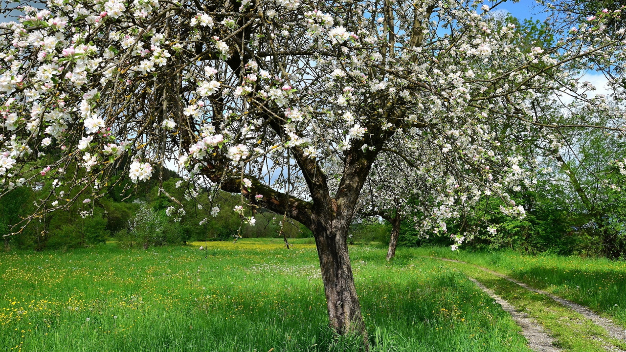 Arbre de Fleur de Cerisier Blanc Sur le Terrain D'herbe Verte Pendant la Journée. Wallpaper in 1280x720 Resolution