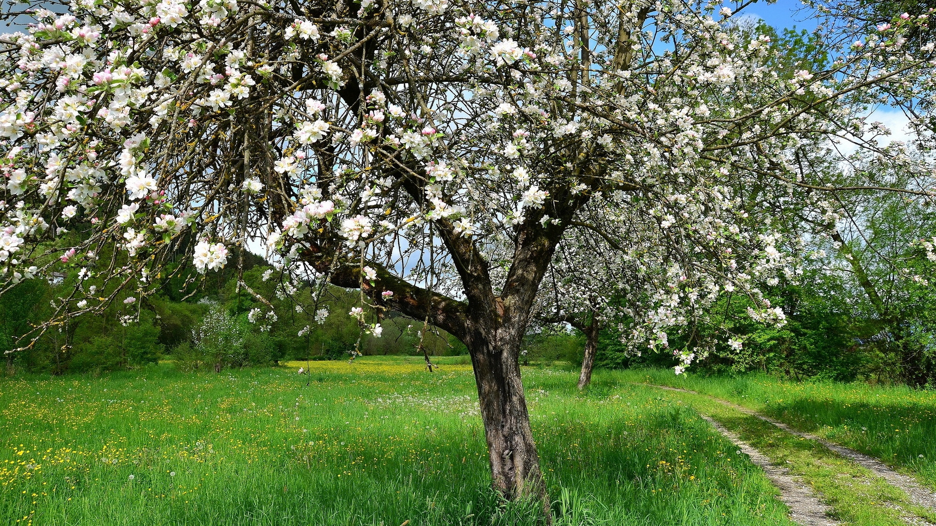 Árbol de Cerezo Blanco en Campo de Hierba Verde Durante el Día. Wallpaper in 1920x1080 Resolution