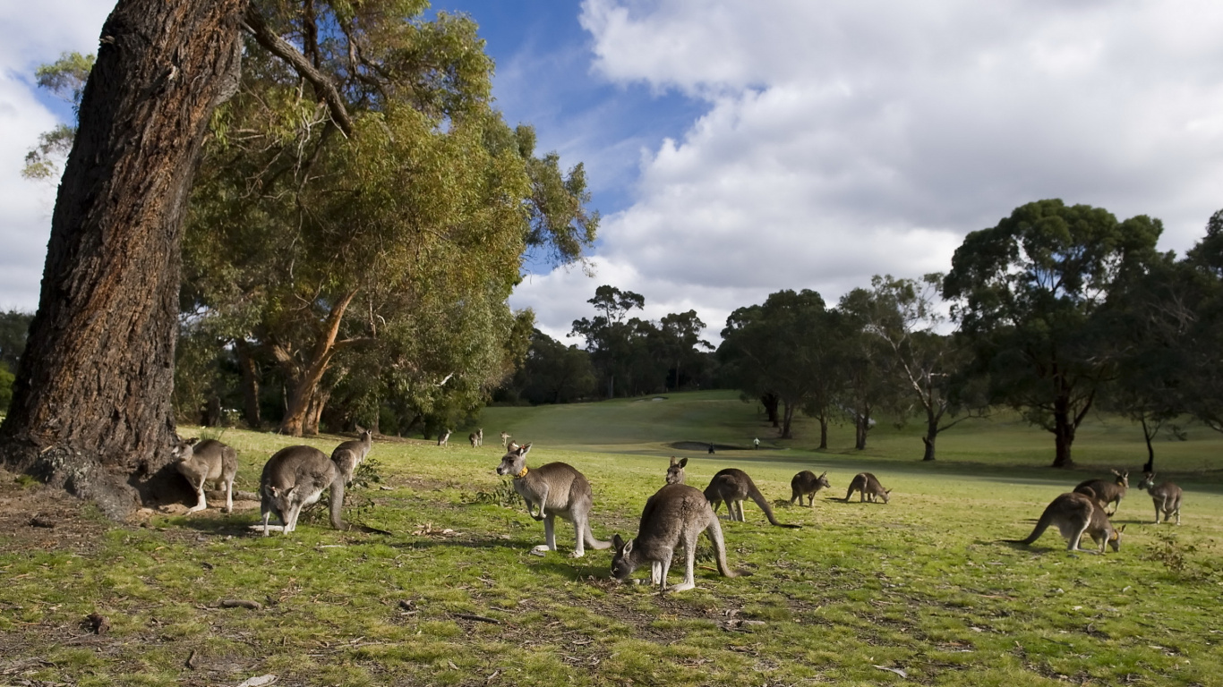 Herd of Deer on Green Grass Field During Daytime. Wallpaper in 1366x768 Resolution