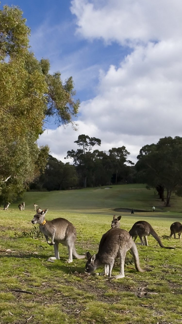 Herd of Deer on Green Grass Field During Daytime. Wallpaper in 750x1334 Resolution
