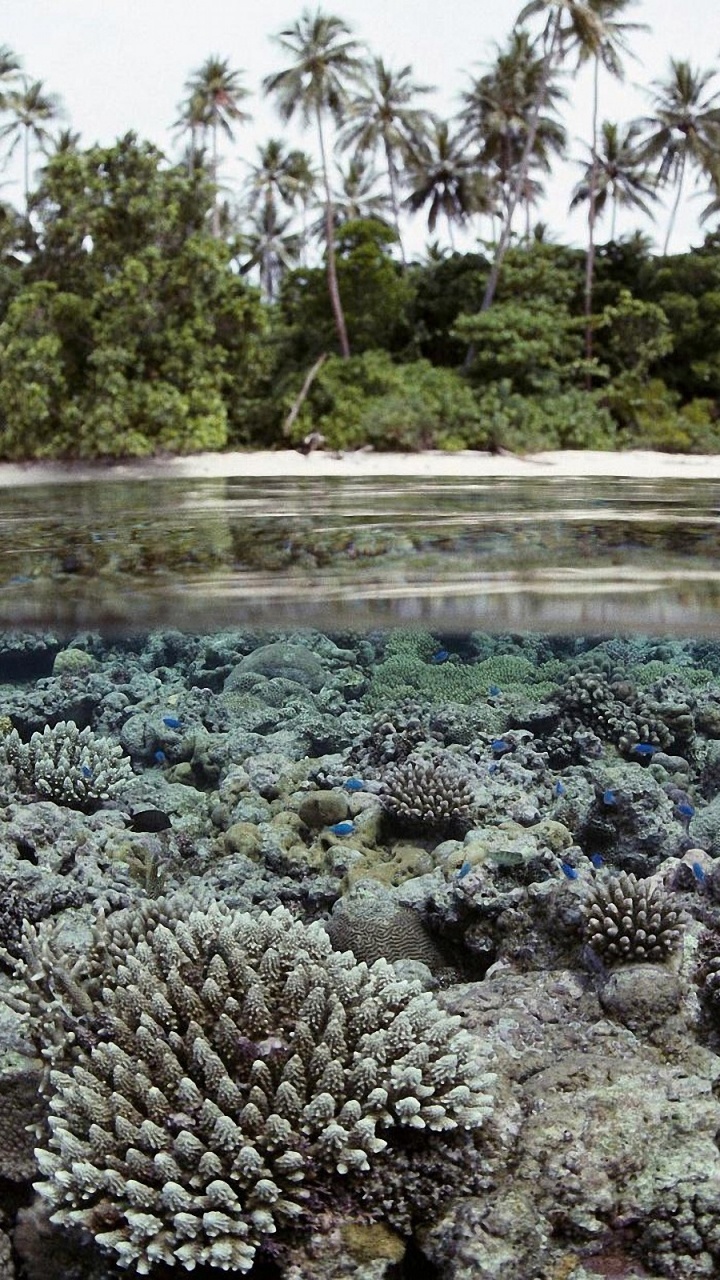 Tagsüber Grüne Bäume Neben Dem Gewässer. Wallpaper in 720x1280 Resolution