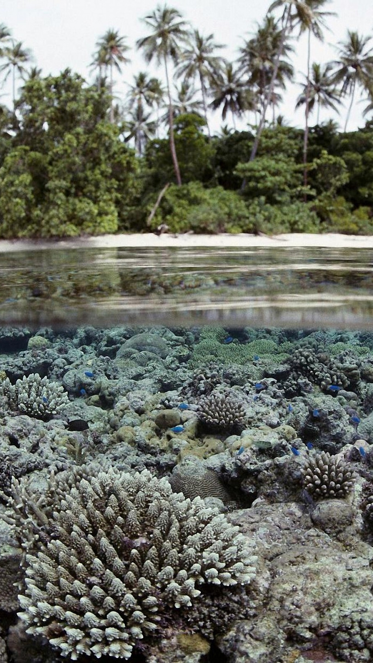 Tagsüber Grüne Bäume Neben Dem Gewässer. Wallpaper in 750x1334 Resolution