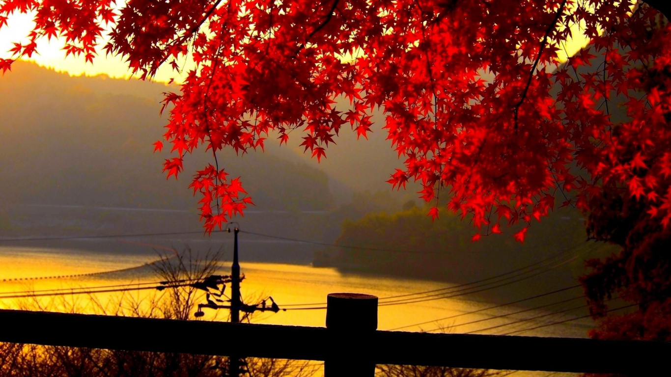 Red Leaf Tree on Grass Field. Wallpaper in 1366x768 Resolution