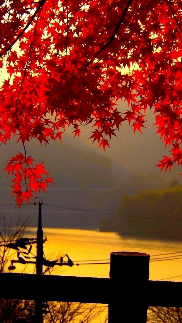 Red Leaf Tree on Grass Field. Wallpaper in 720x1280 Resolution