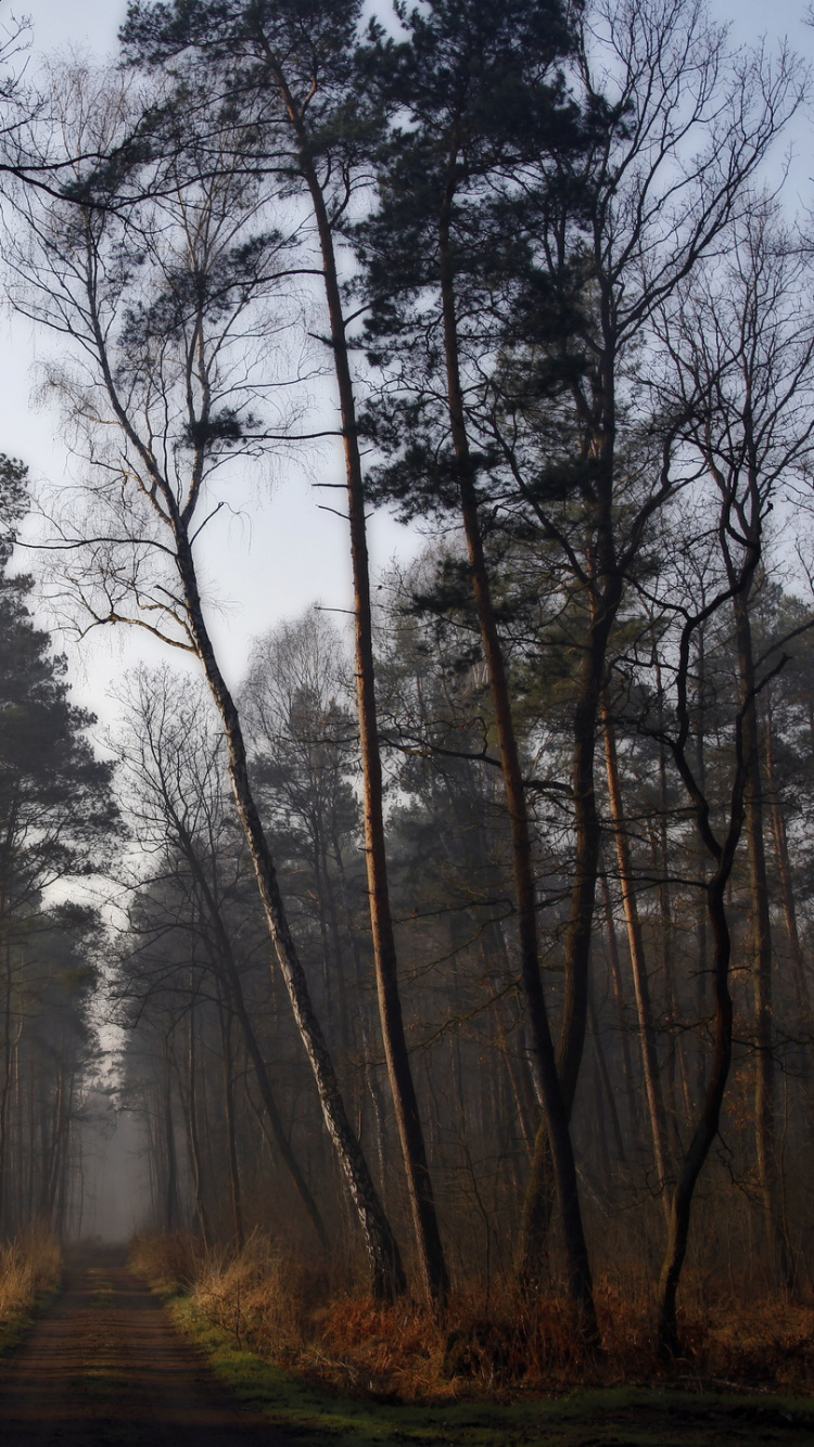 Sentier Brun Entre Les Arbres Couverts de Brouillard. Wallpaper in 750x1334 Resolution