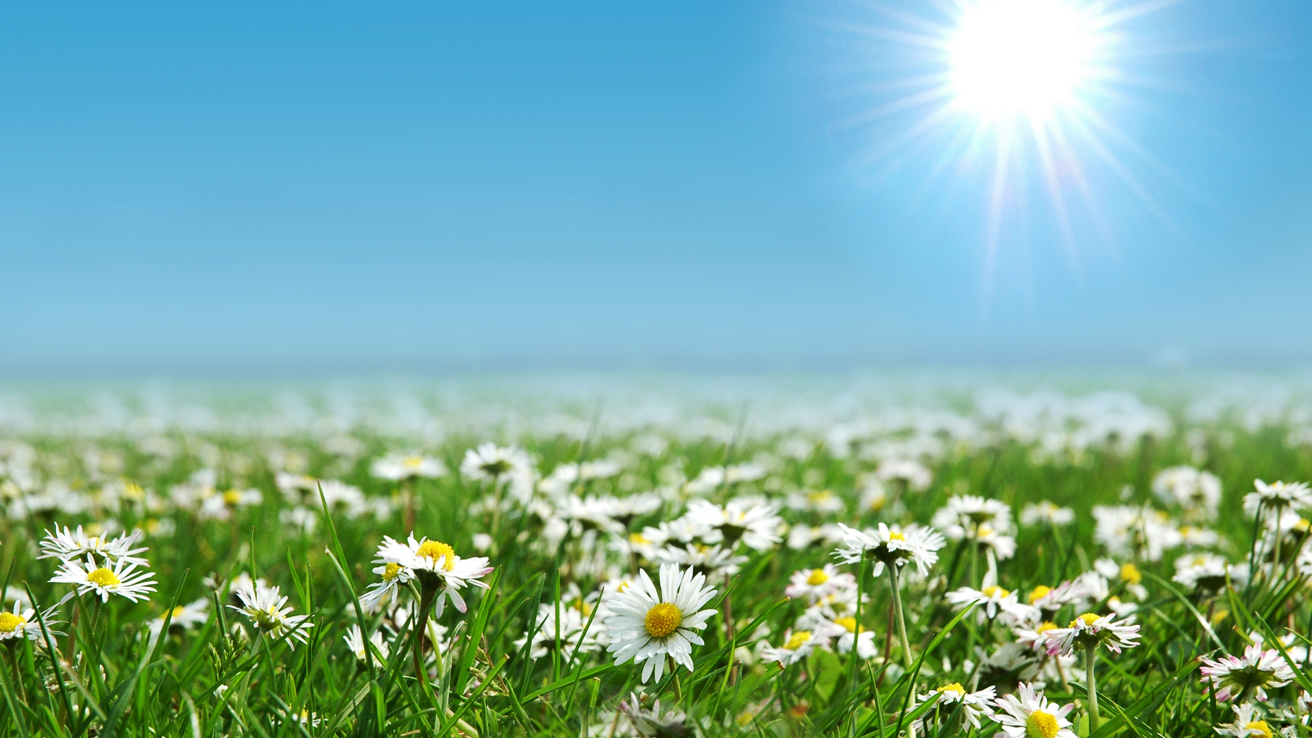White Daisy Flowers Under Blue Sky During Daytime. Wallpaper in 2560x1440 Resolution