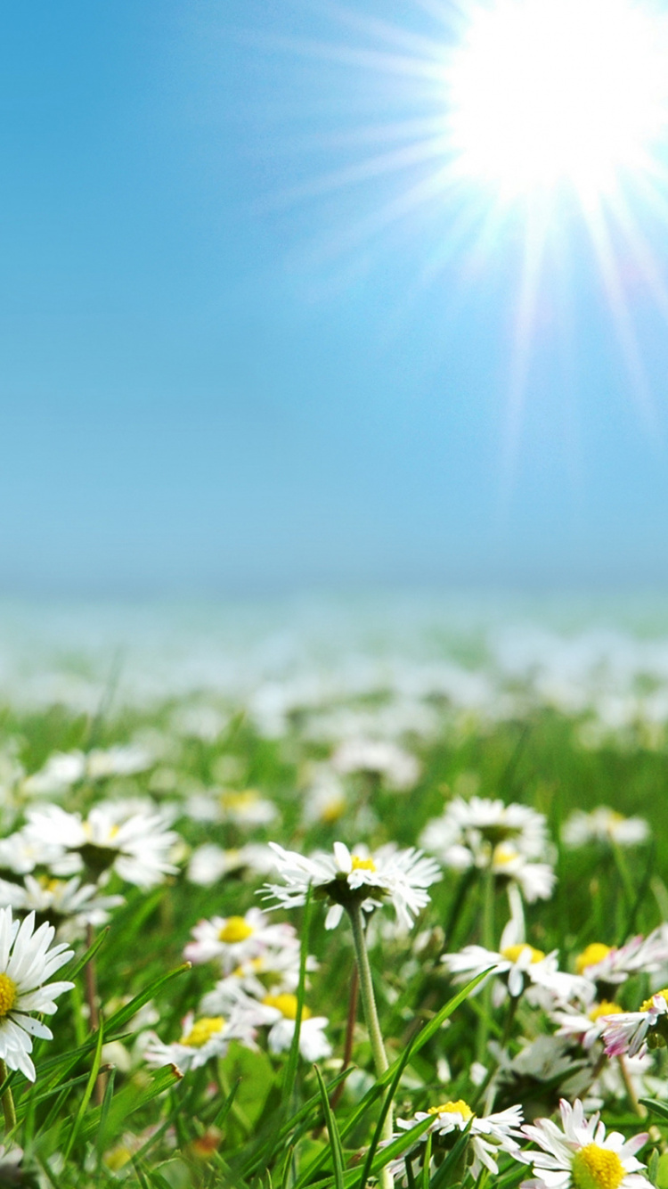 Fleurs de Marguerite Blanche Sous Ciel Bleu Pendant la Journée. Wallpaper in 750x1334 Resolution