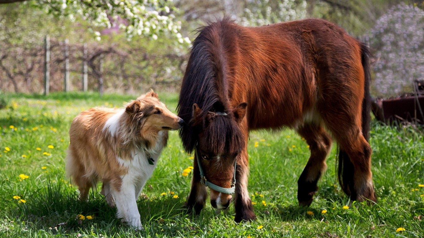 Brown and White Horse on Green Grass Field During Daytime. Wallpaper in 1366x768 Resolution