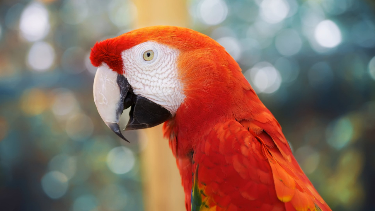 Red Yellow and Green Parrot. Wallpaper in 1280x720 Resolution