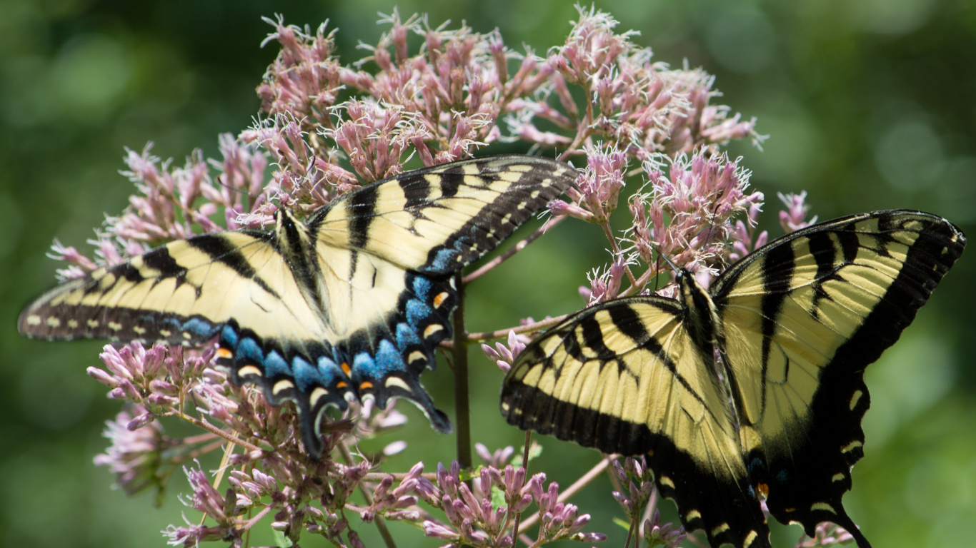 Tiger Schwalbenschwanzschmetterling Thront Tagsüber Auf Rosa Blume Flower. Wallpaper in 1366x768 Resolution
