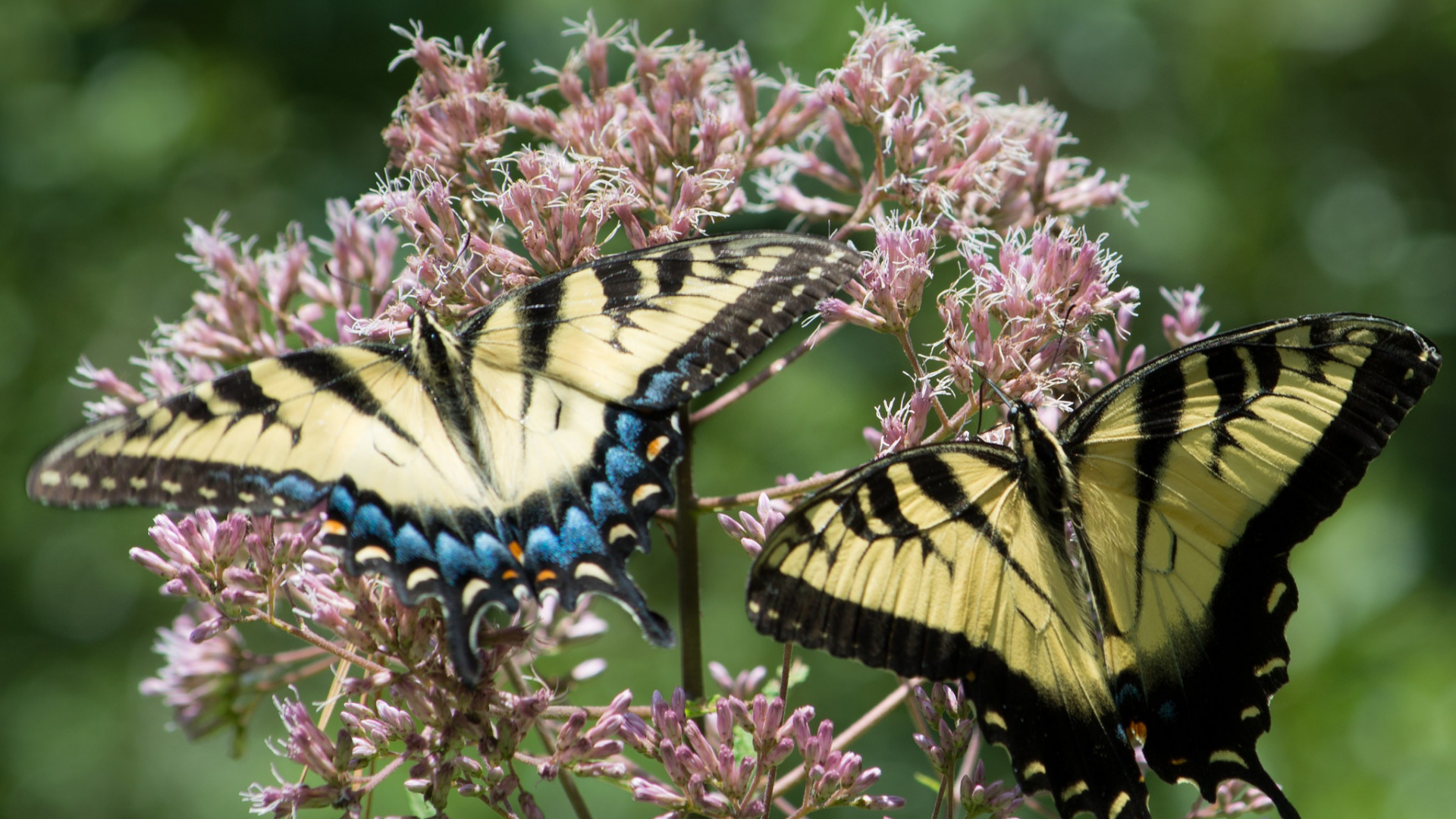 Tiger Schwalbenschwanzschmetterling Thront Tagsüber Auf Rosa Blume Flower. Wallpaper in 1920x1080 Resolution