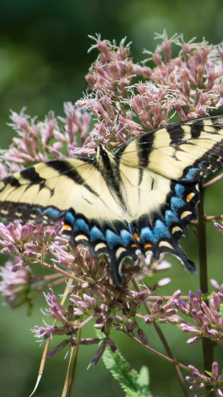 Tiger Schwalbenschwanzschmetterling Thront Tagsüber Auf Rosa Blume Flower. Wallpaper in 750x1334 Resolution