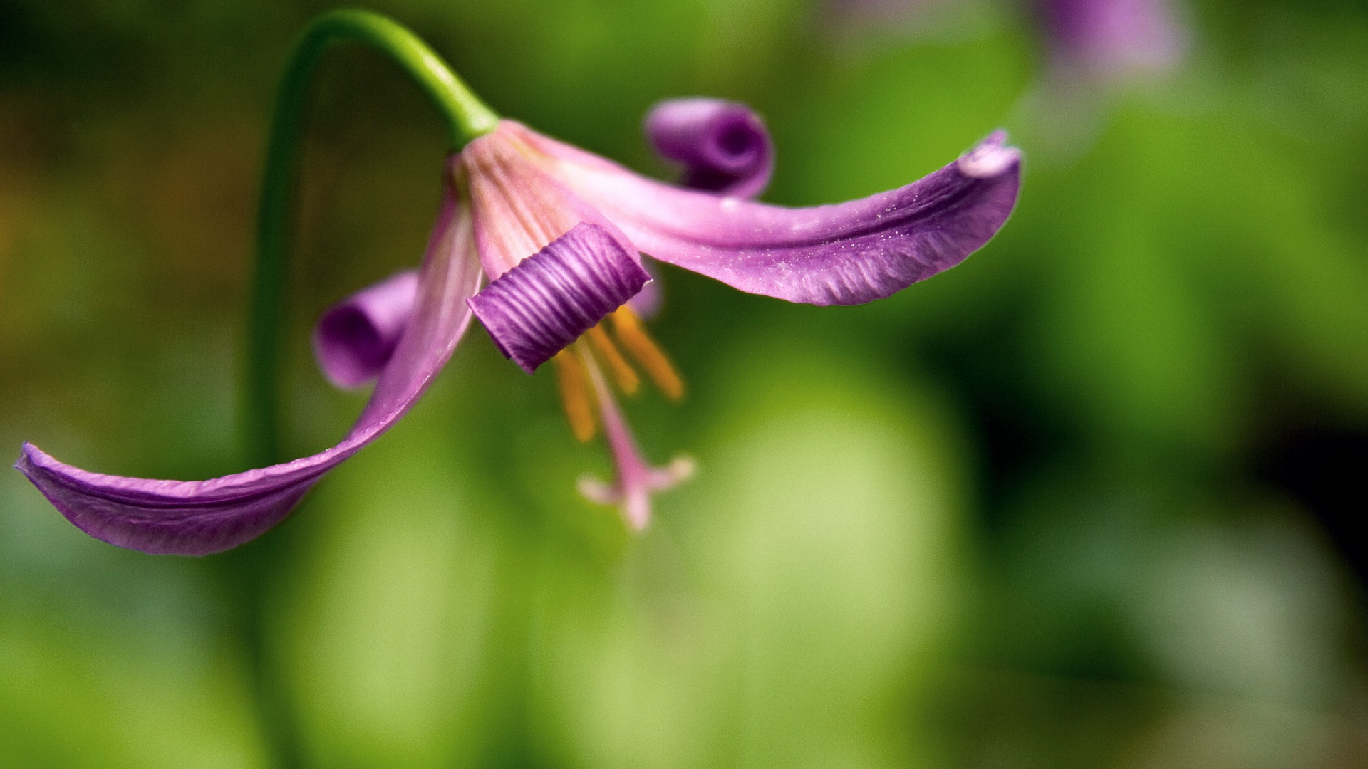 Purple Flower Bud in Macro Shot. Wallpaper in 1920x1080 Resolution