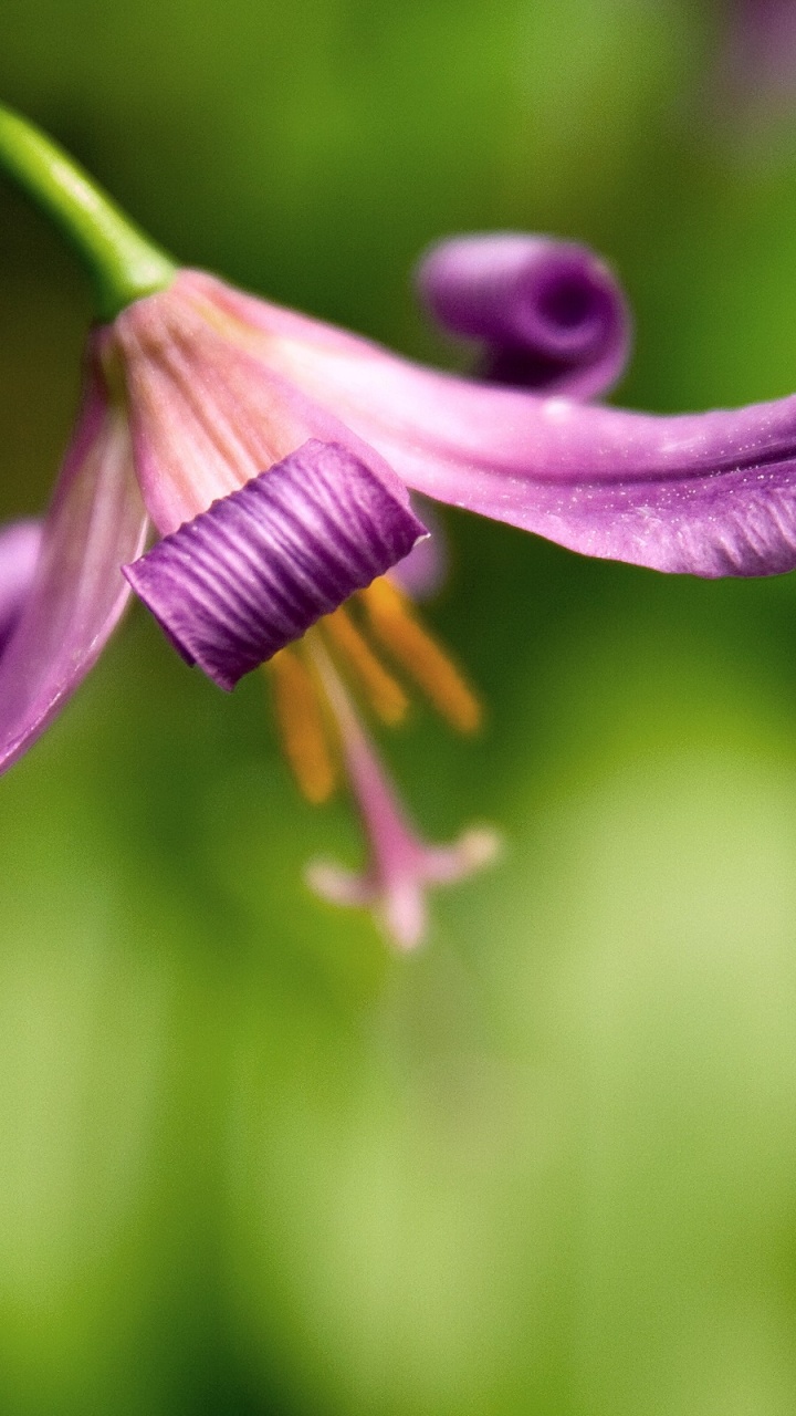 Purple Flower Bud in Macro Shot. Wallpaper in 720x1280 Resolution
