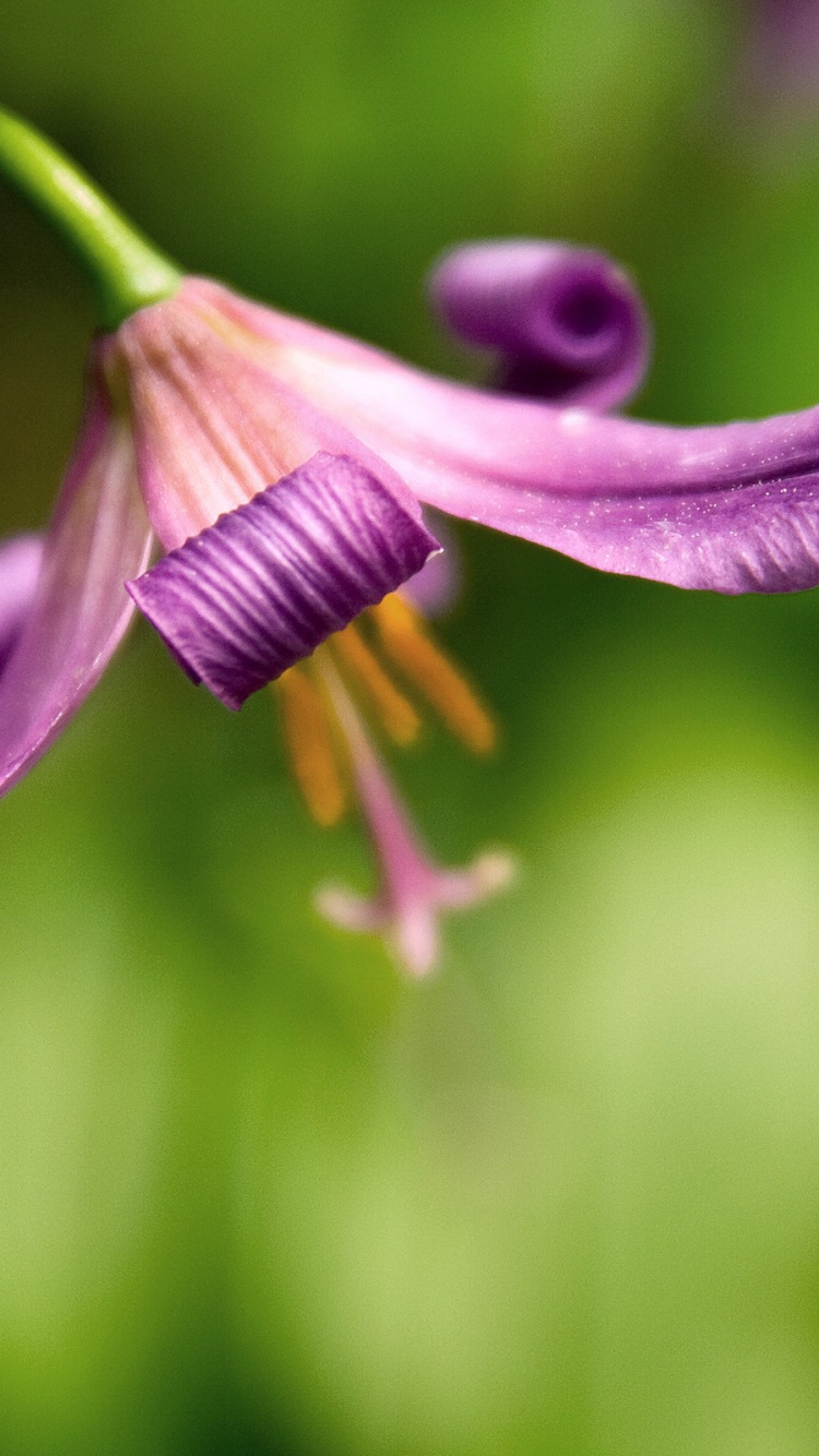 Purple Flower Bud in Macro Shot. Wallpaper in 750x1334 Resolution