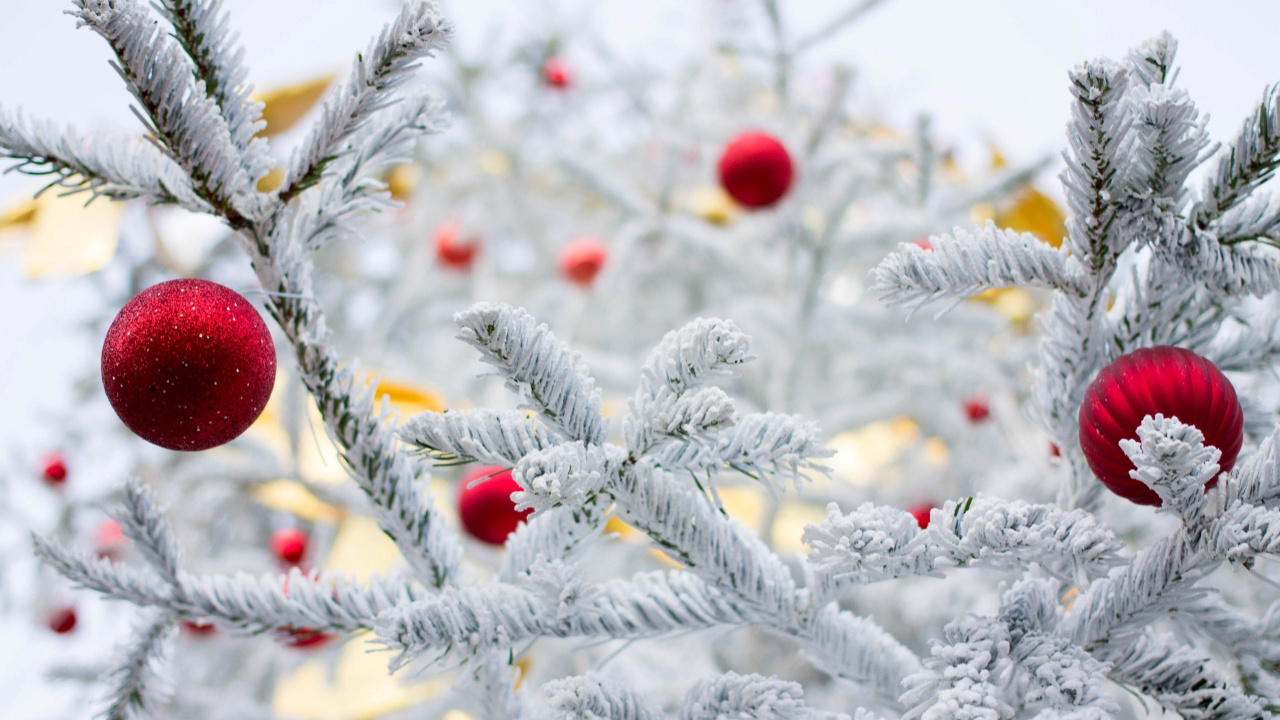 Fruit Rouge Sur L'arbre Vert Couvert de Neige. Wallpaper in 1280x720 Resolution