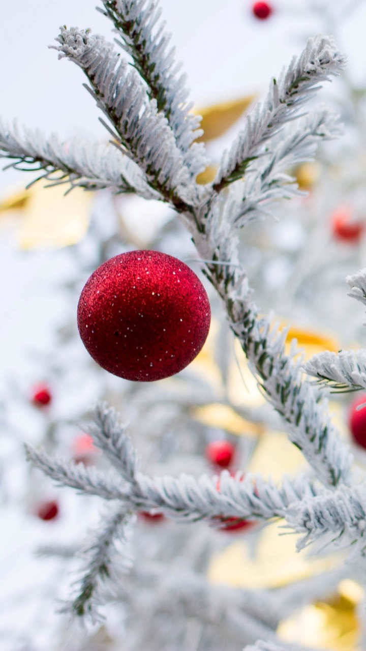 Rote Frucht Auf Grünem Baum Mit Schnee Bedeckt. Wallpaper in 720x1280 Resolution