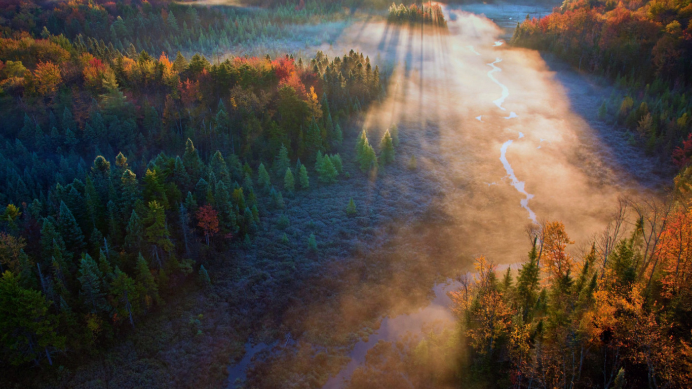 Tagsüber Grüne Und Braune Bäume in Der Nähe Des Flusses. Wallpaper in 1366x768 Resolution