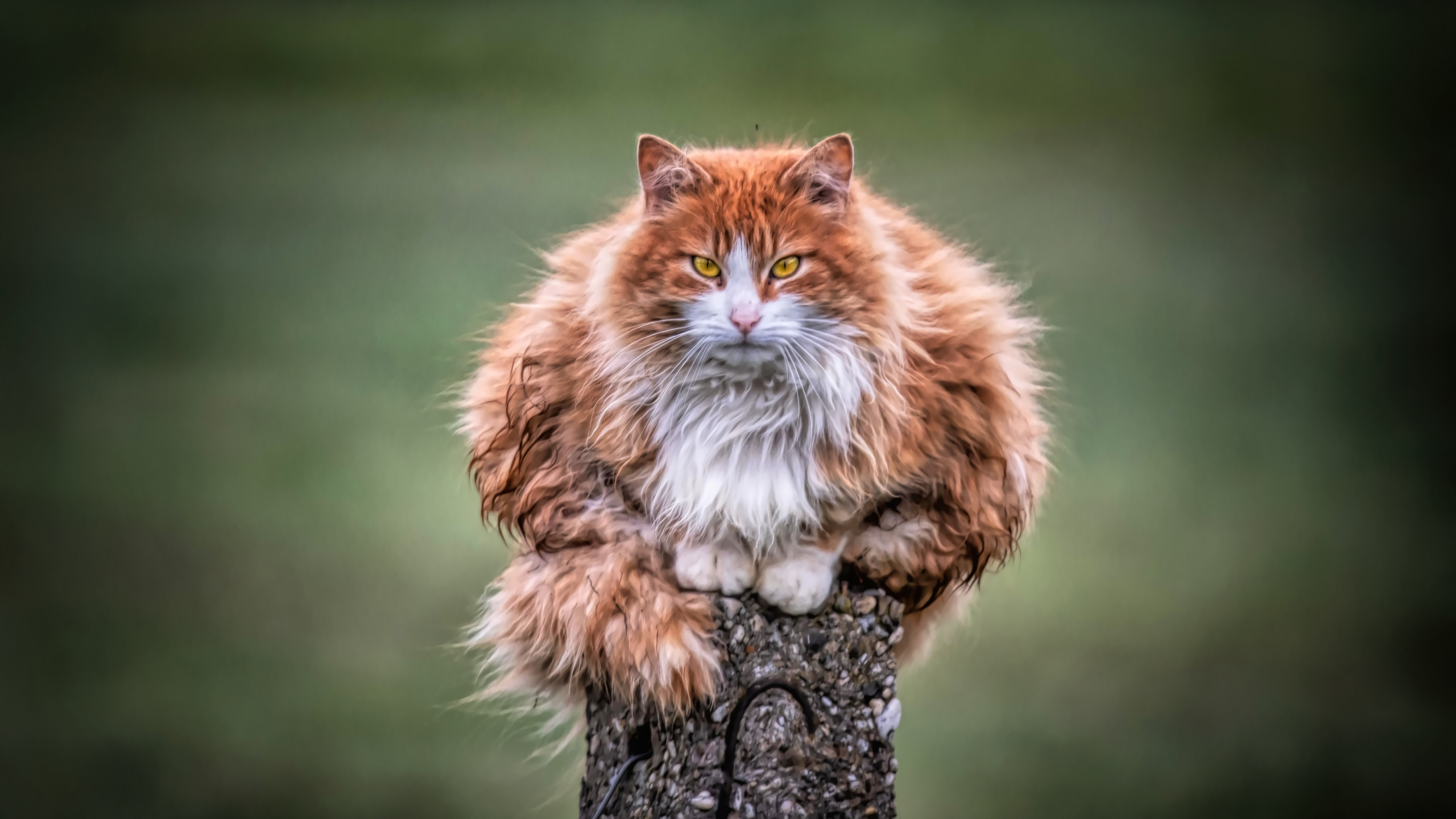 Chat Brun et Blanc Sur Tronc D'arbre. Wallpaper in 2560x1440 Resolution