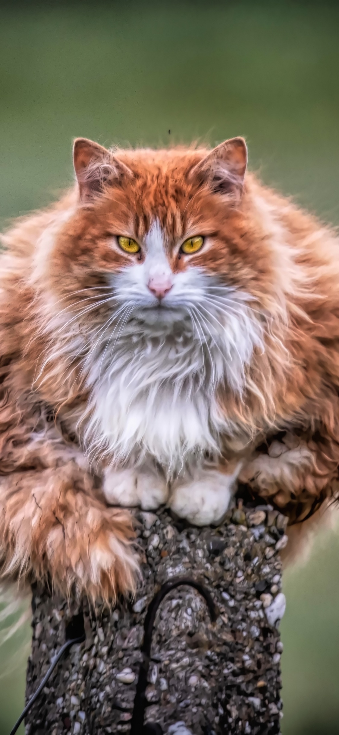 Brown and White Cat on Tree Trunk. Wallpaper in 1125x2436 Resolution