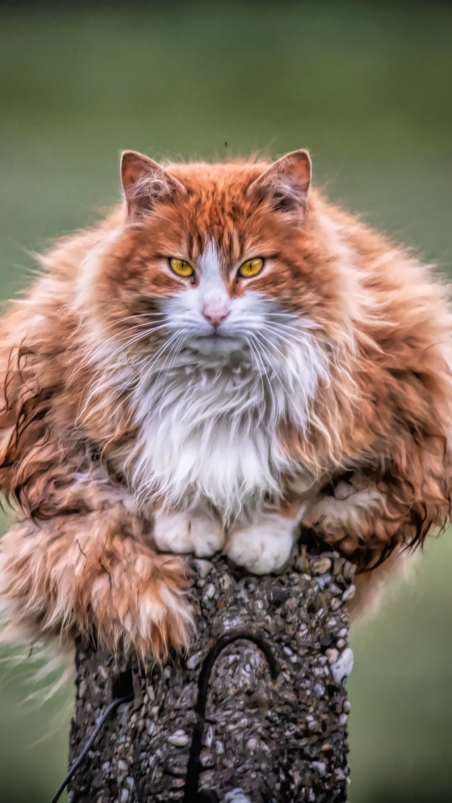 Brown and White Cat on Tree Trunk. Wallpaper in 1440x2560 Resolution