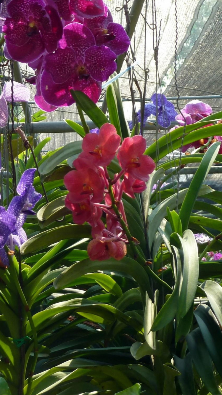 Purple and Yellow Flowers With Green Leaves. Wallpaper in 750x1334 Resolution