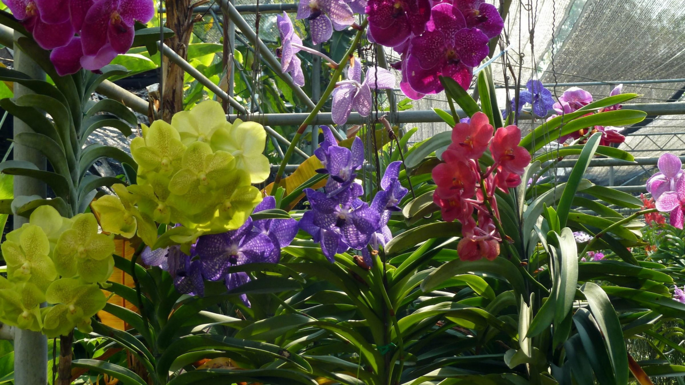 Flores Moradas y Amarillas Con Hojas Verdes. Wallpaper in 1366x768 Resolution