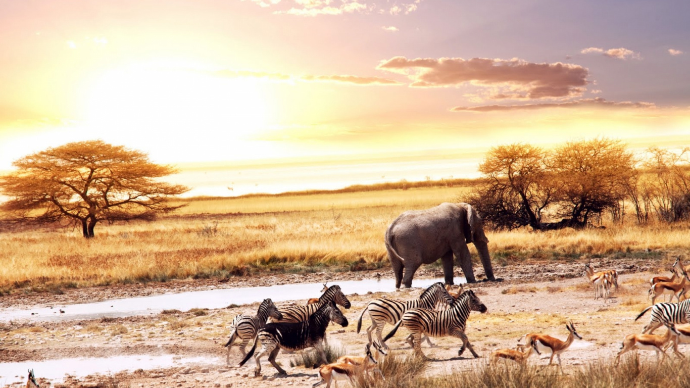 Three Zebra on Brown Field During Daytime. Wallpaper in 1366x768 Resolution