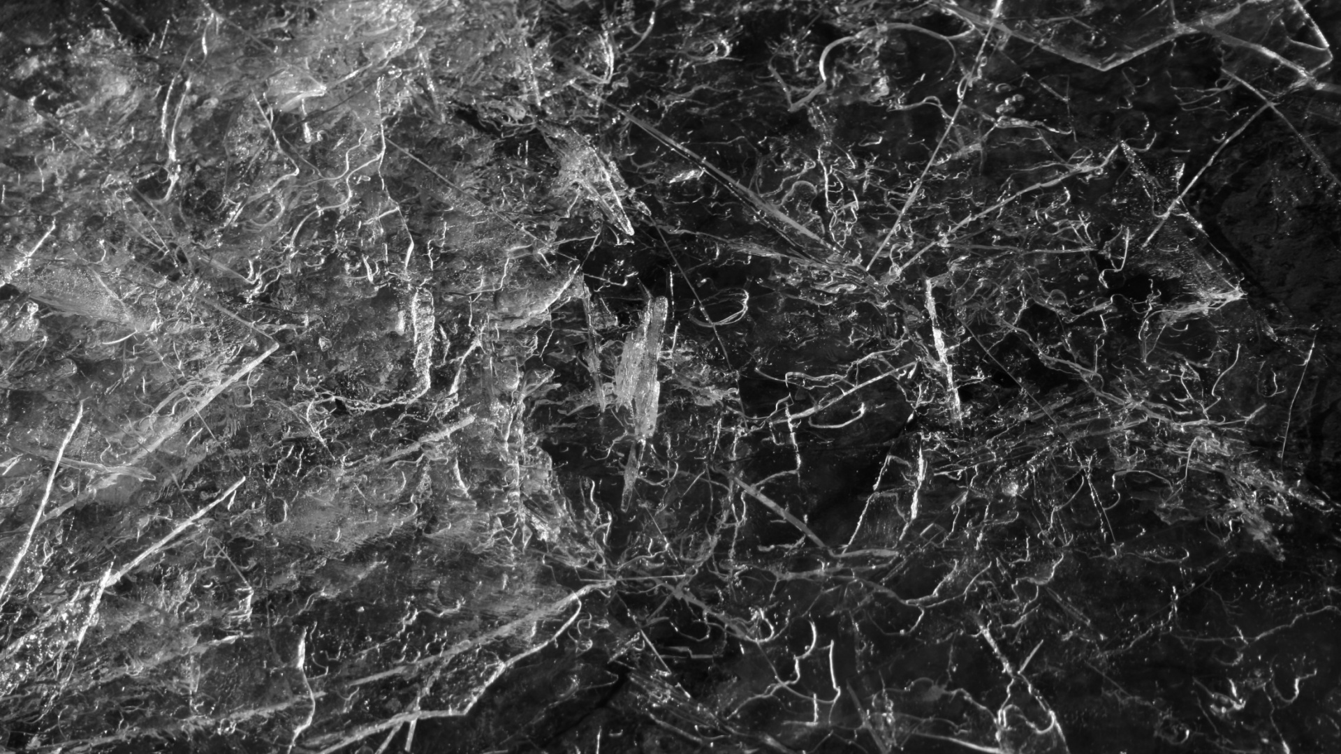 Graustufenfoto Von Bäumen Und Pflanzen. Wallpaper in 1920x1080 Resolution