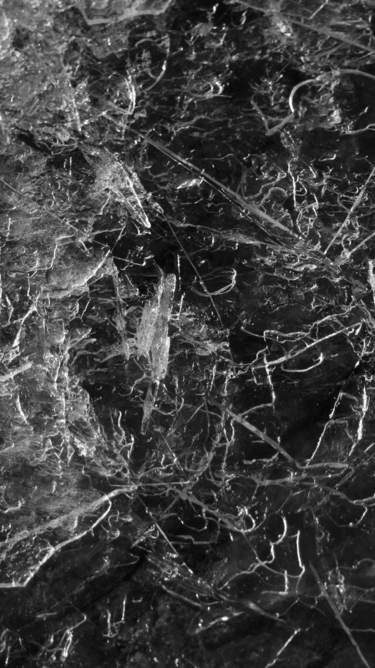 Graustufenfoto Von Bäumen Und Pflanzen. Wallpaper in 750x1334 Resolution