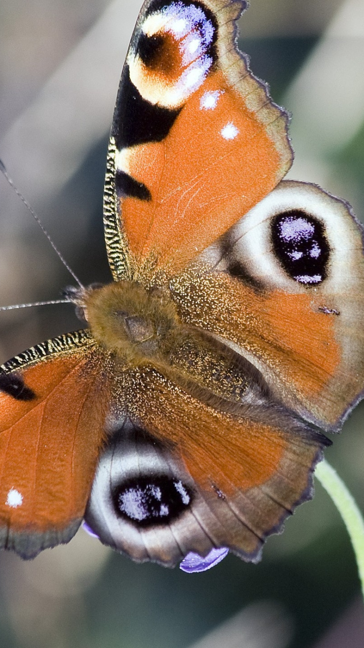 Brown and Black Butterfly on Green Plant. Wallpaper in 750x1334 Resolution