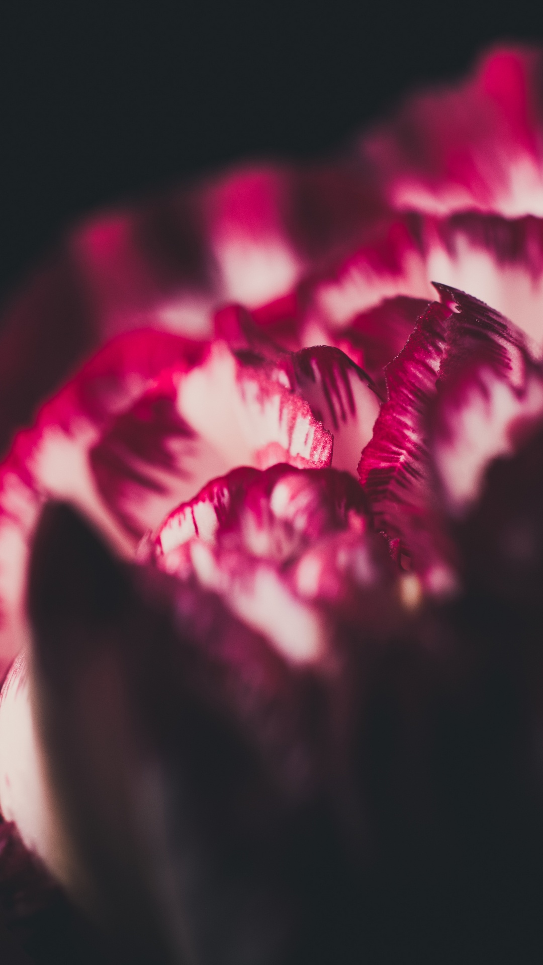 Red Flower in Black Background. Wallpaper in 1080x1920 Resolution